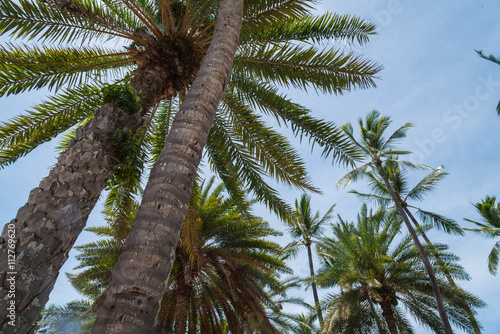Coconut Palms with sky background on Oahu North Shore Hawaii © Gordon Fahey