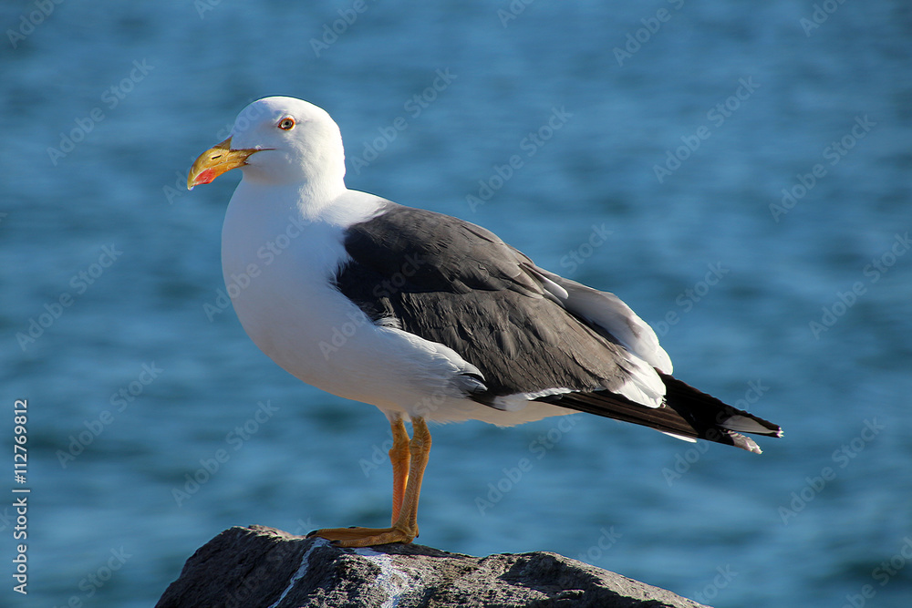 Obraz premium Dominikanermöwe