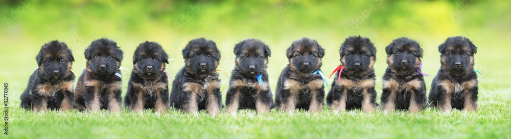 Litter of nine german shepherd puppies sitting in a row Stock