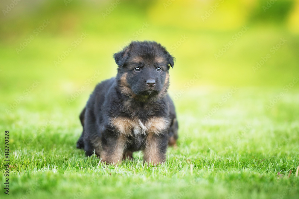 German shepherd puppy in summer