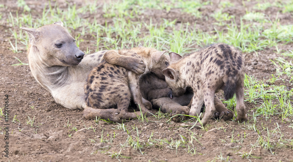 Hyena cubs feeding on their mother as part of a family
