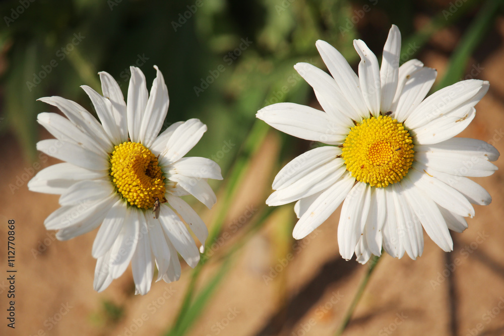 Fototapeta premium Two daisies in summer season