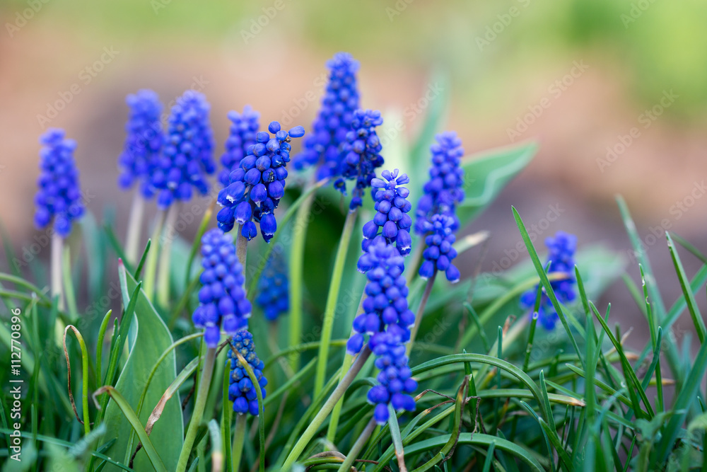 Muscari Armenian Muscari Armenian