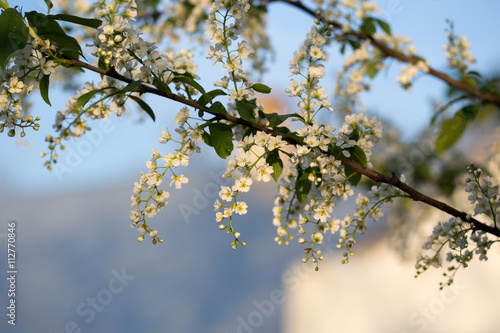 Flowering bird cherry