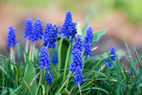 Muscari Armenian