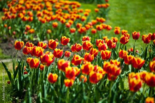 Tulips in the park © zlatoust198323