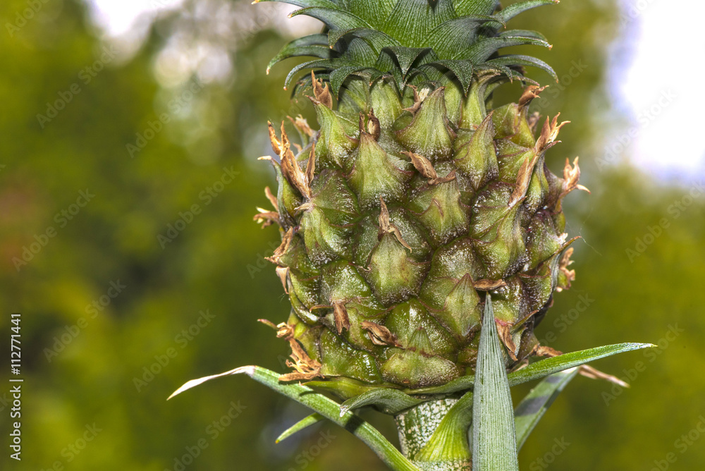 Mini Pineaapple Mini Pineaapple