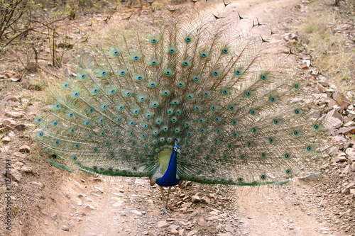 Peafowl. The male is called a peacock, the female a peahen photo