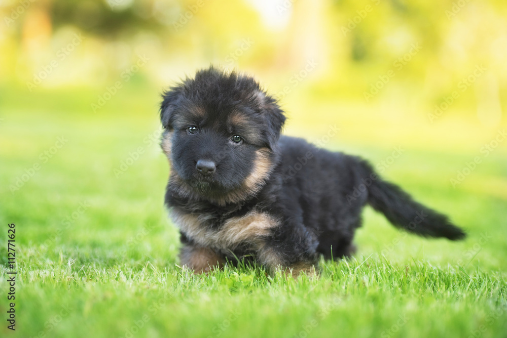Fototapeta premium German shepherd puppy in summer