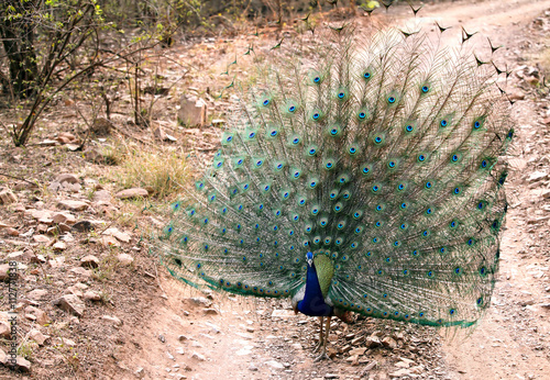 Peafowl. The male is called a peacock, the female a peahen photo