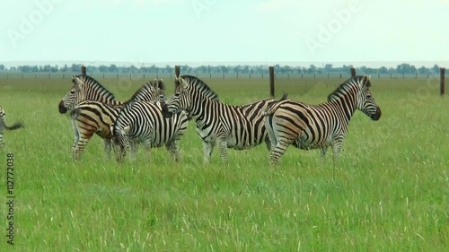 Group of zebras grazing in the desert in the spring green grass