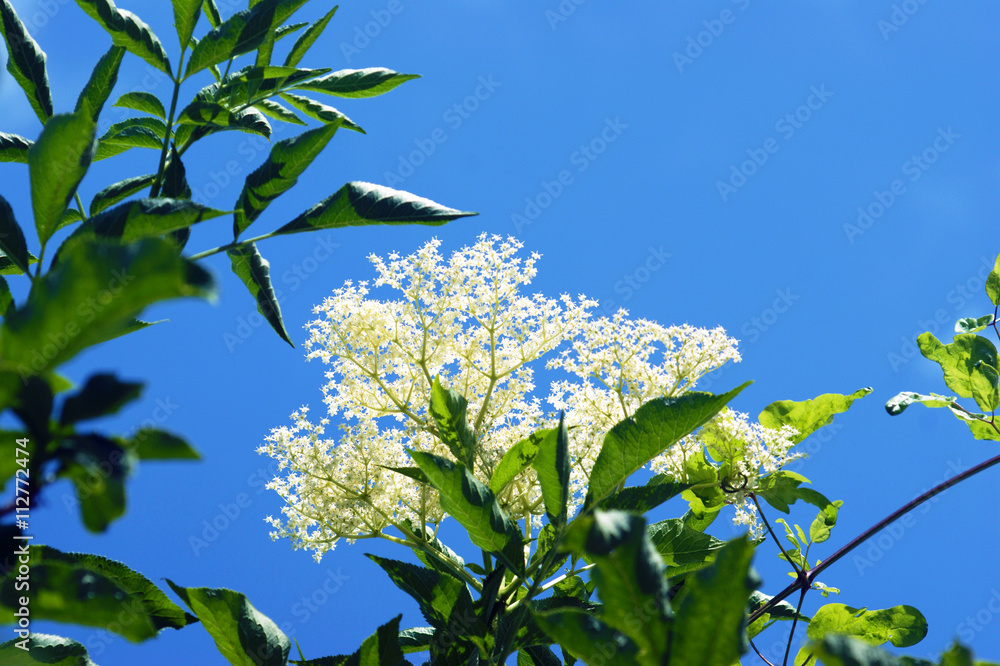 Obraz premium Blooming elder