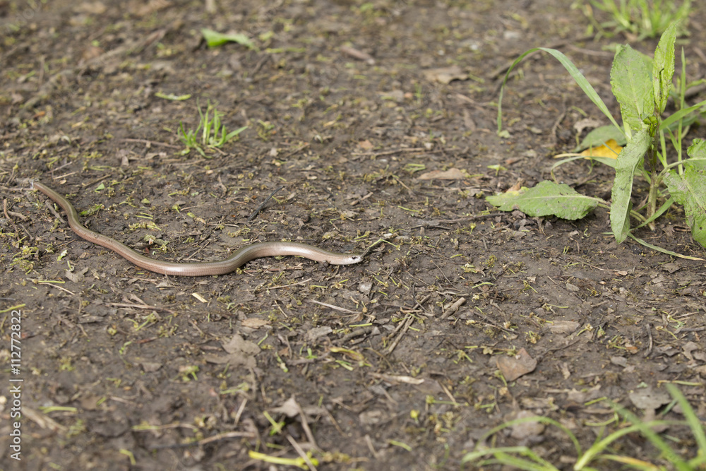 Obraz premium orvet immobile