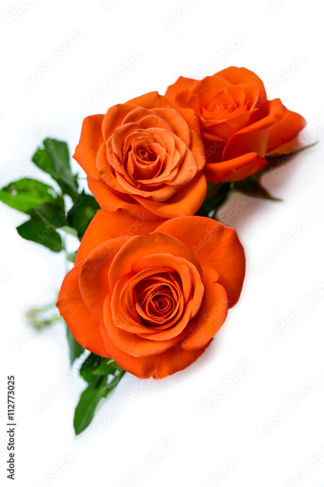 Drei Rosen, isoliert, Freisteller, rot Drei Rosen, isoliert, Freisteller, rot