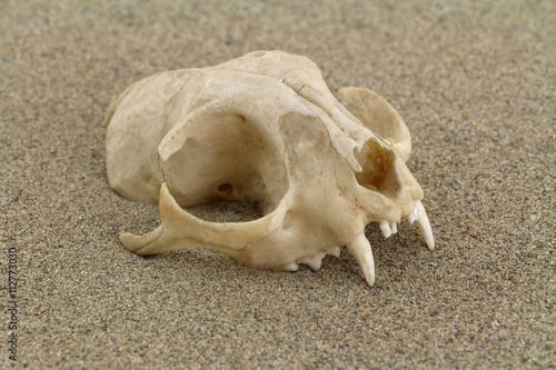 Skull of cat is half-buried in desert sand. Focus on front of skull. 