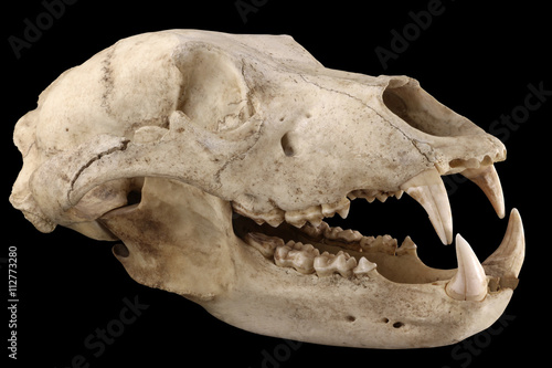 Big brown bear (Ursus arctos) old skull isolated on a black background. Isolation by pen tool. Diagonal view. Focus on full depth.