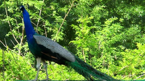 Peacock standing with lowered tail on the background of green trees photo