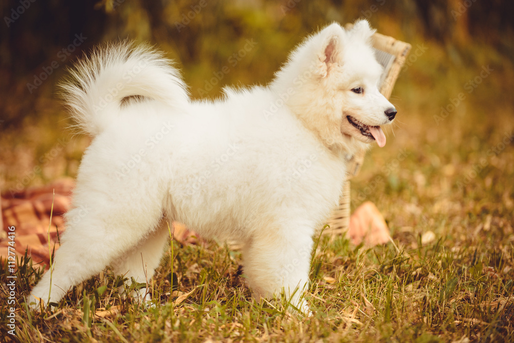 Happy White Samoyed Dog Outdoor Portrait in Forest Happy White Samoyed Dog Outdoor Portrait in Forest
