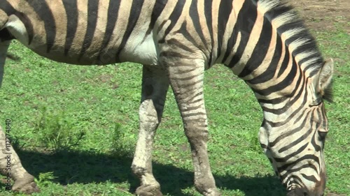 Close-up of zebra in the pasture. Zebra eating grass
