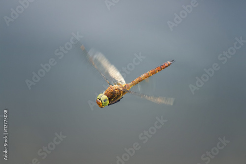 green-eyed dragonfly flying in the sky like a helicopter