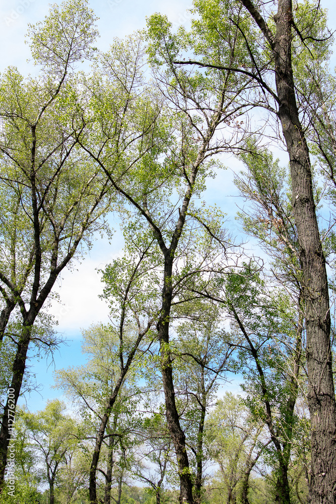 The trees in the woods in early spring. Morning. The trees in the woods in early spring. Morning.