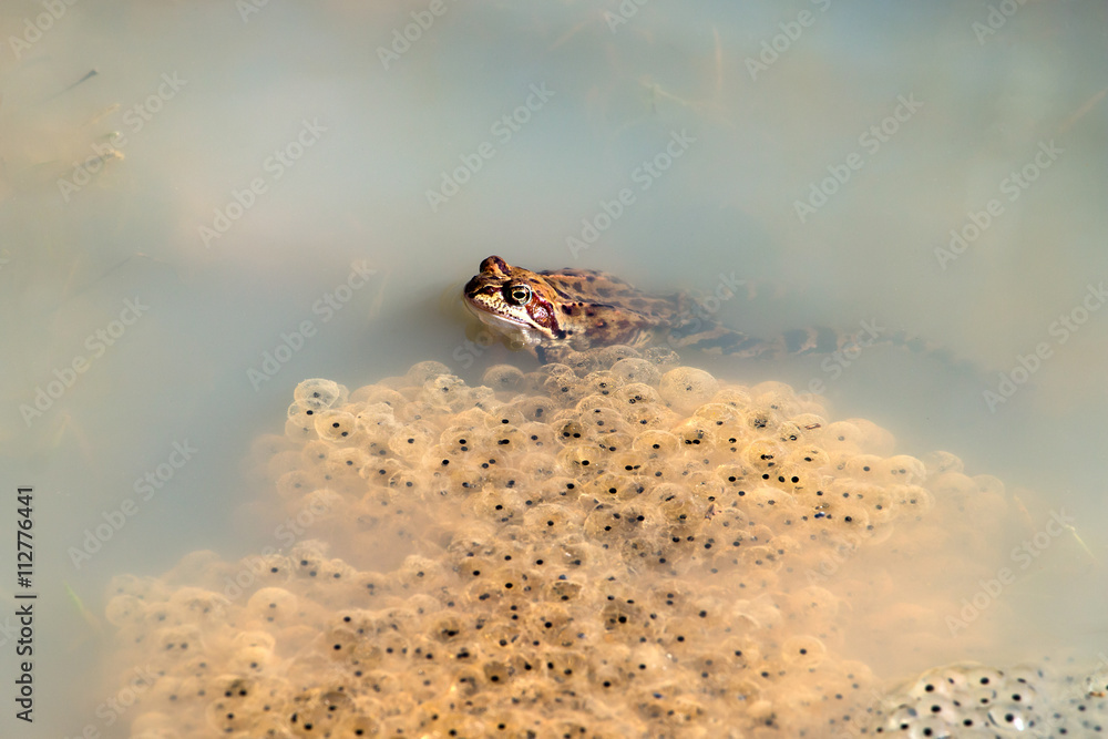 Obraz premium frog and caviar