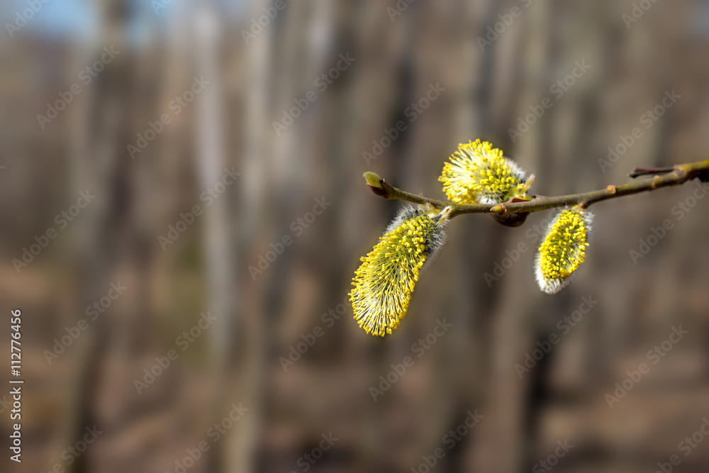 Fototapeta premium the buds on the trees
