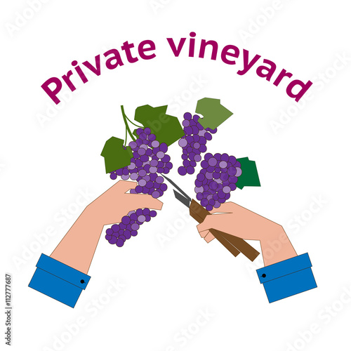 Vineyard logo in flat style