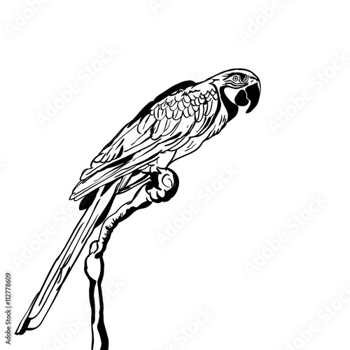 Vector hand drawn illustration of tropical parrot bird. Isolated monochrome parrot. Black and white sketch of parrot on branch. Design element for print, label, package, background.