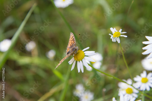 Butterfly on a camomile flower