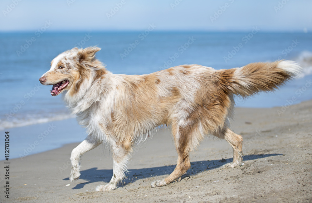 australian shepherd on the beach australian shepherd on the beach
