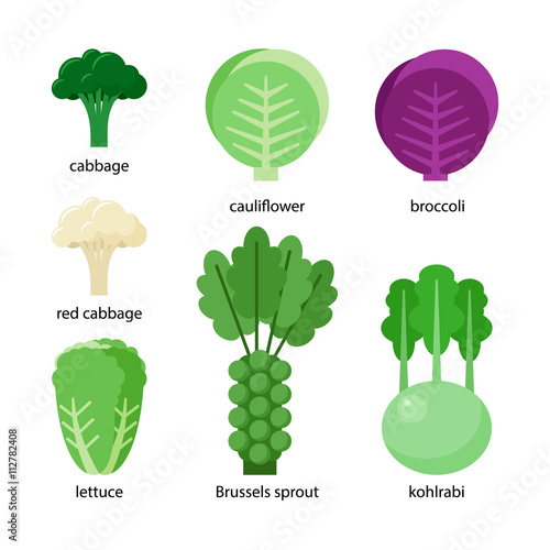 Set of different cabbage: broccoli, cabbage, red cabbage, kohlrabi, lettuce, cauliflower