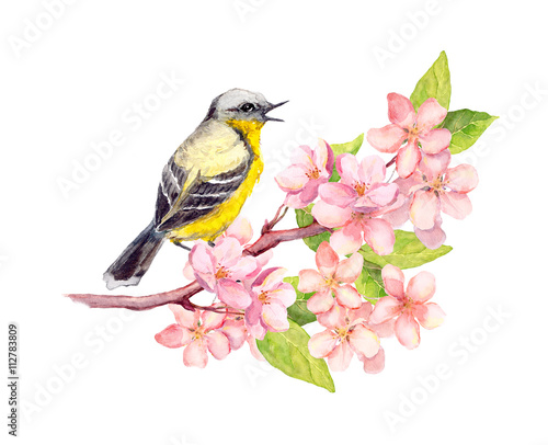 Bird on blossom branch with flowers. Watercolor © zzorik
