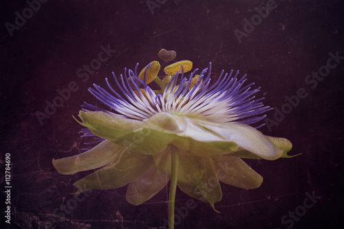Passion flower, close-up