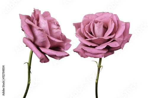 Two roses against plain background