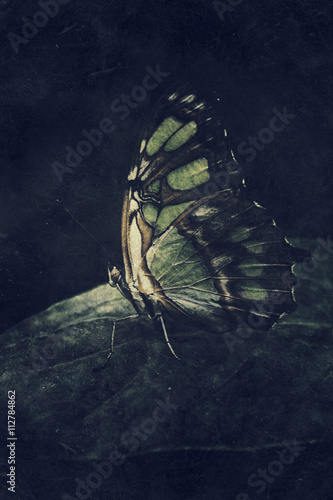 Butterfly resting on leaf, close-up