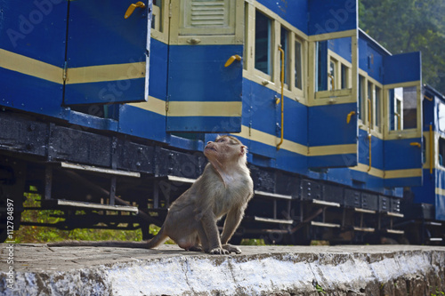 Monkeys taken in Nilgiri, near the train, on station, Tamil Nadu, India photo