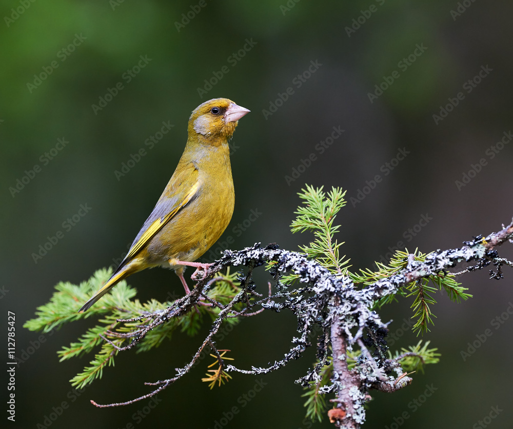 European greenfinch (Chloris chloris) European greenfinch (Chloris chloris)