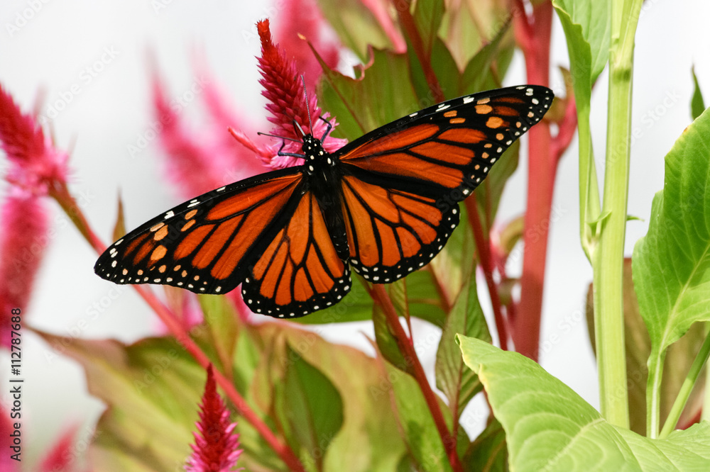 Naklejka premium Monarch Butterfly in Cape May