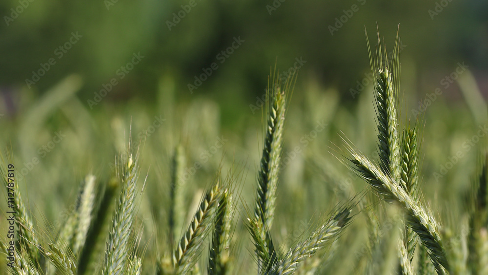 Wheat field agriculture background