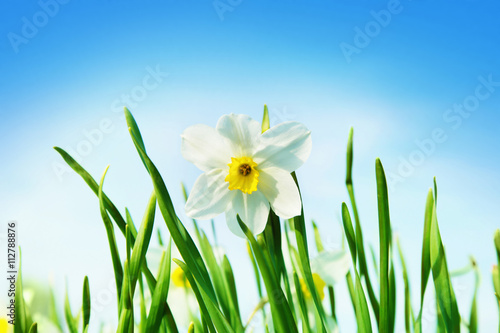 Narcissus at springtime.