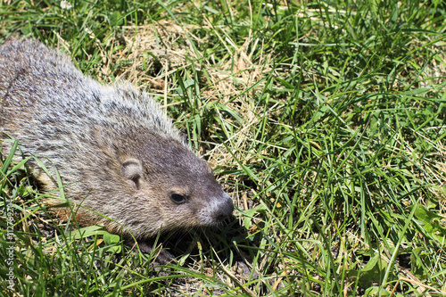 Cute groundhog in the grass
