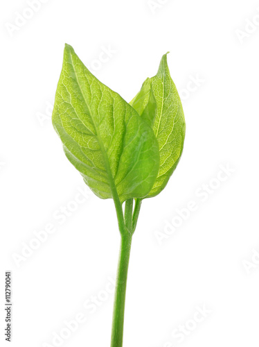 Green branch isolated on white