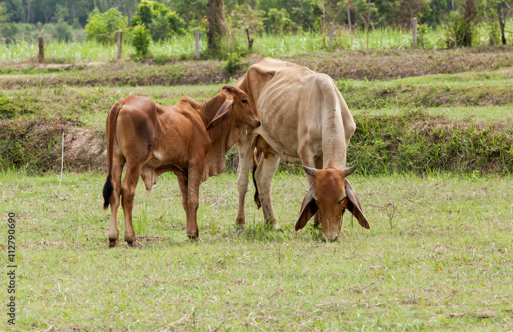 Cow and Calf