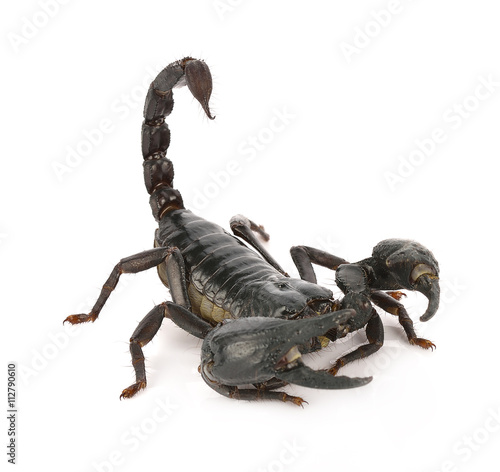 Scorpion on white background