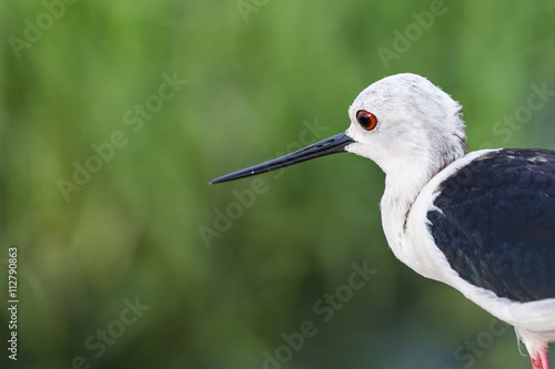 A close-up of a Black-Winged Stilt (Himantopus himantopus). Copyspace to the left.