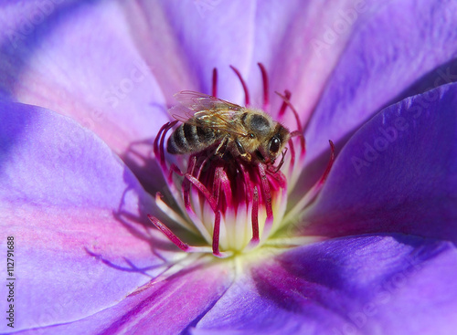 The bee pollinating the flower of clematis closeup