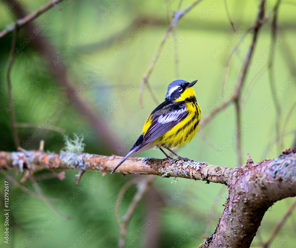 Fototapeta premium The Magnolia Warbler is a handsome and familiar warbler of the northern forests. Though it often forages conspicuously and close to the ground, it is a very shy and hard to photograph.