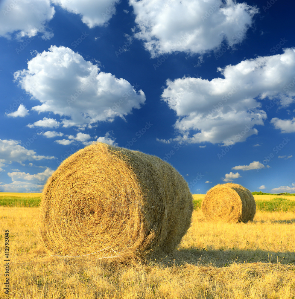 Hay bale in the countryside
