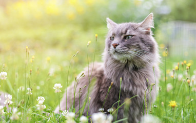 Keuken achterwand Kat Avontuurlijke kat in de natuur  © kassini